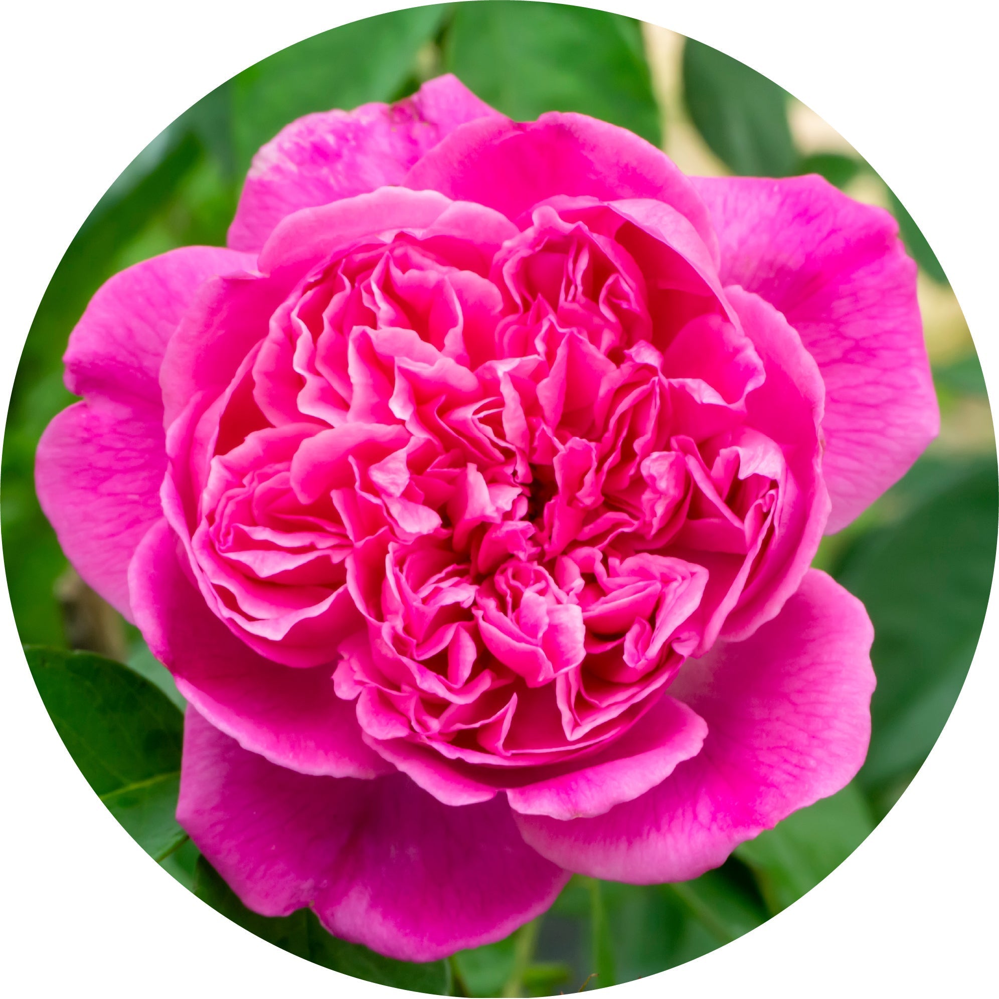 Rose Otto, Persian Essential Oil