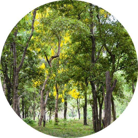 Sandalwood Essential Oil