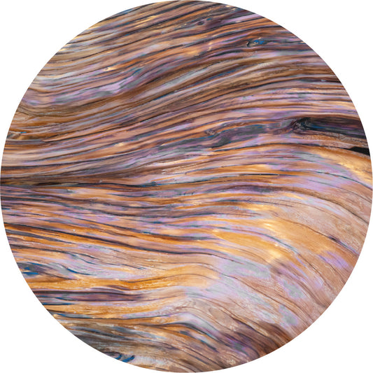 Sandalwood - Absolute