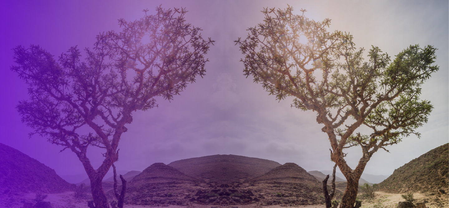 Living Libations Alchemy Ancient Scents of Scripture Frankincense Myrrh