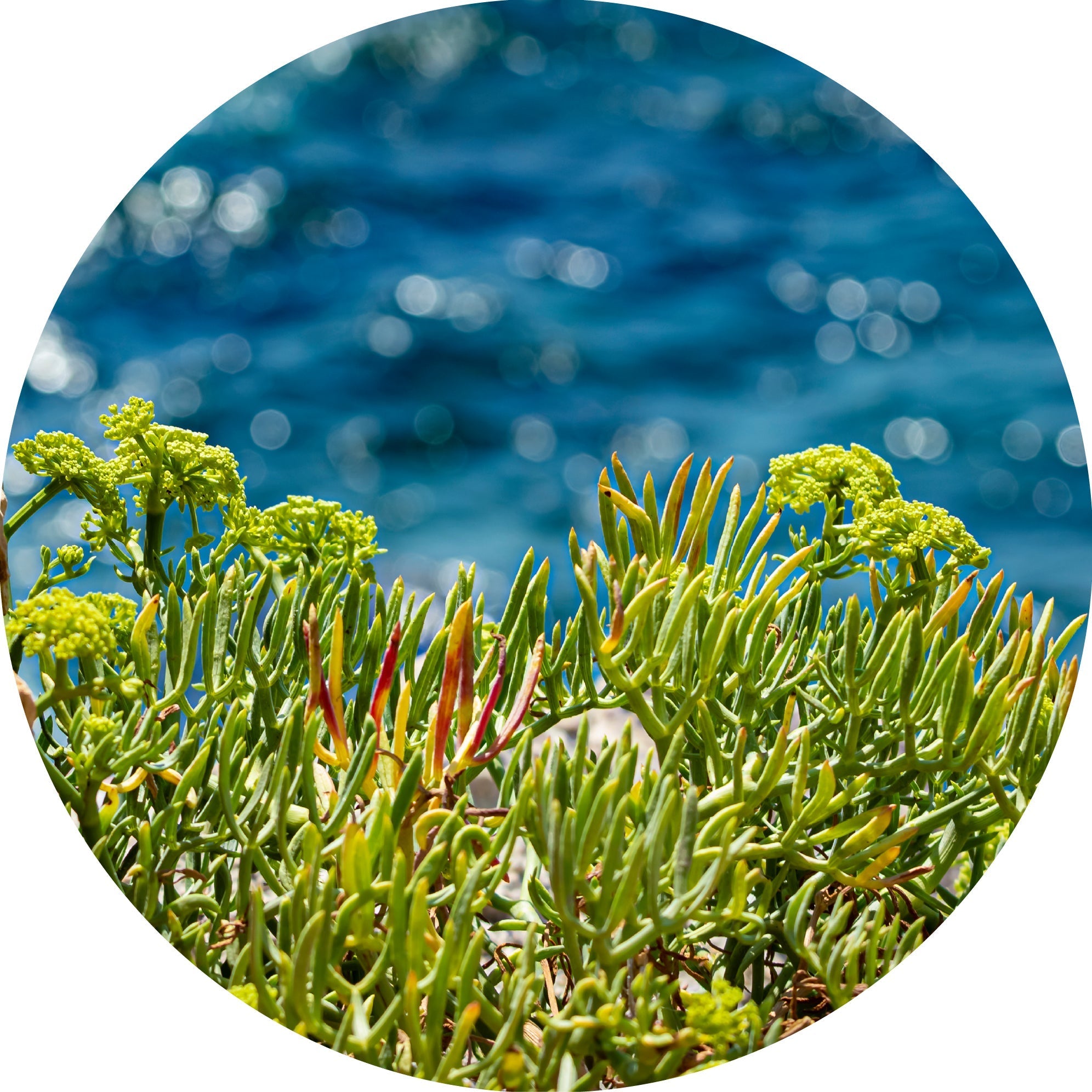 Sea Fennel Essential Oil