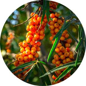 Seabuckthorn Carrier Oil