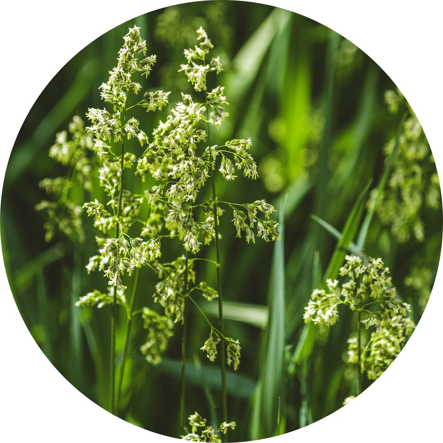 sweet vernal grass herbicide Sweet Vernal Grass