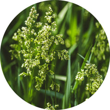 Load image into Gallery viewer, Sweet Vernal Grass Absolute