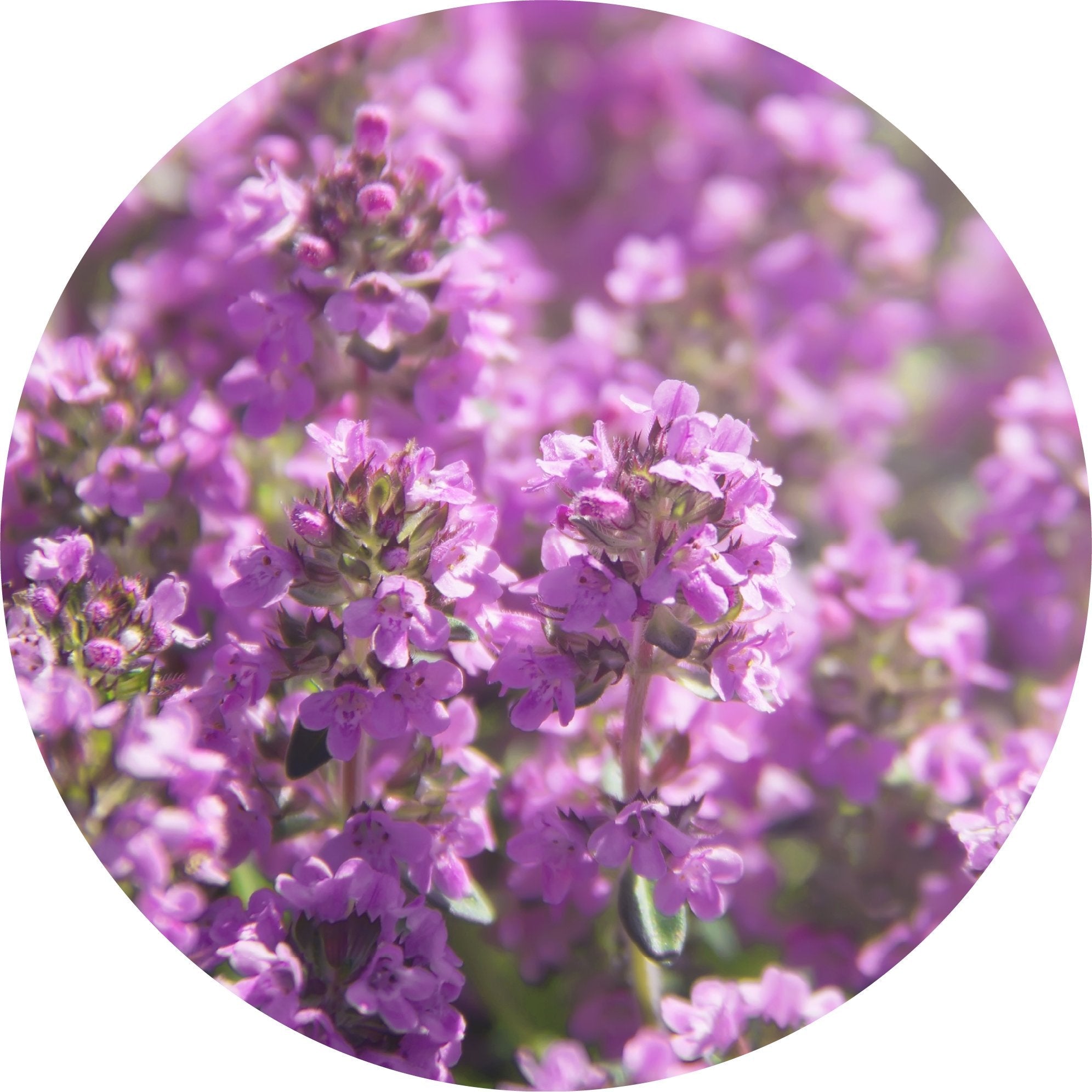 Thyme, Moroccan Essential Oil