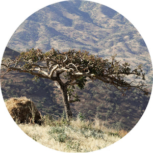 Frankincense, Tigray Essential Oil