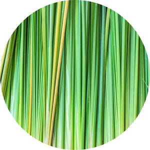 Vetiver Essential Oil