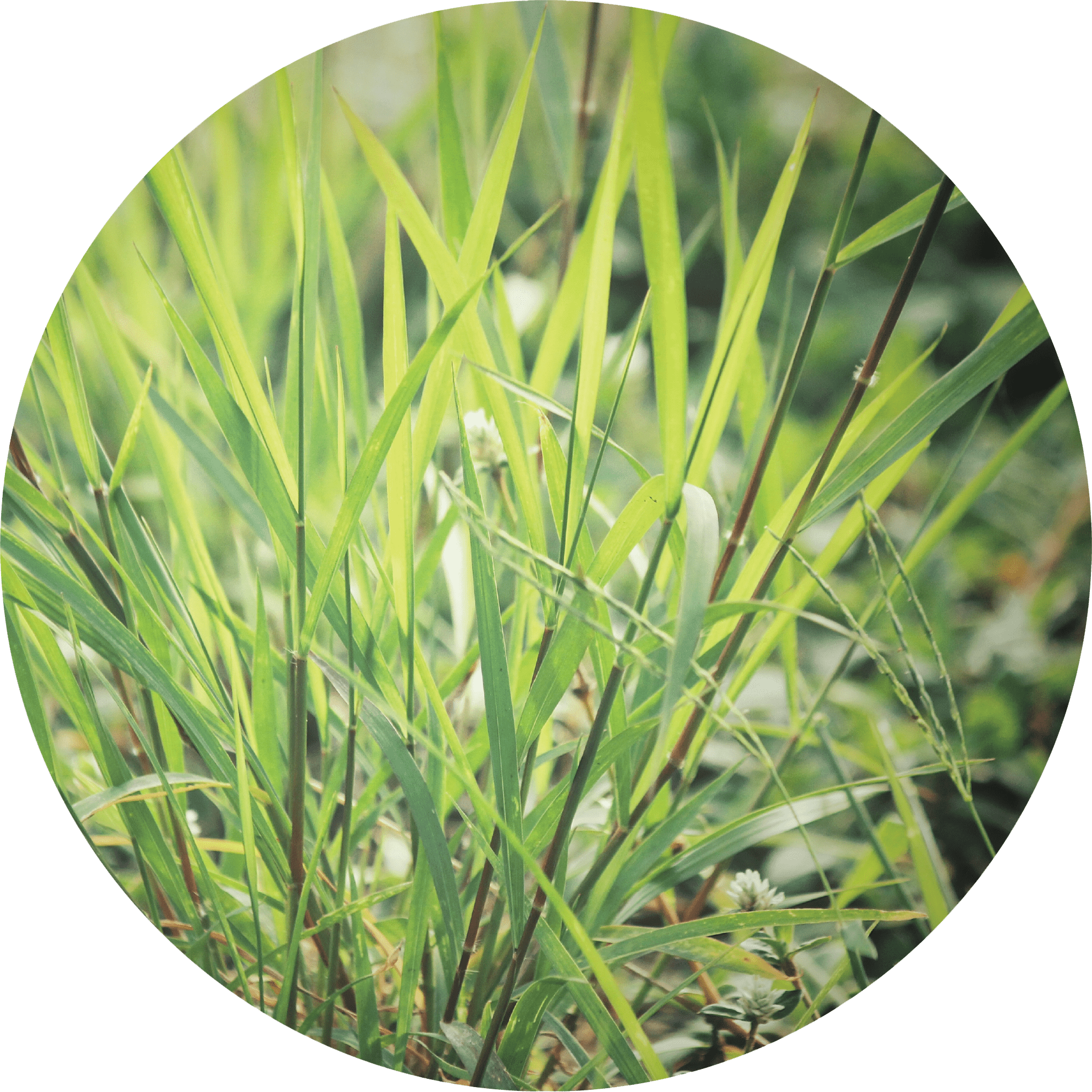 Vetiver, Ruh Khus Essential Oil