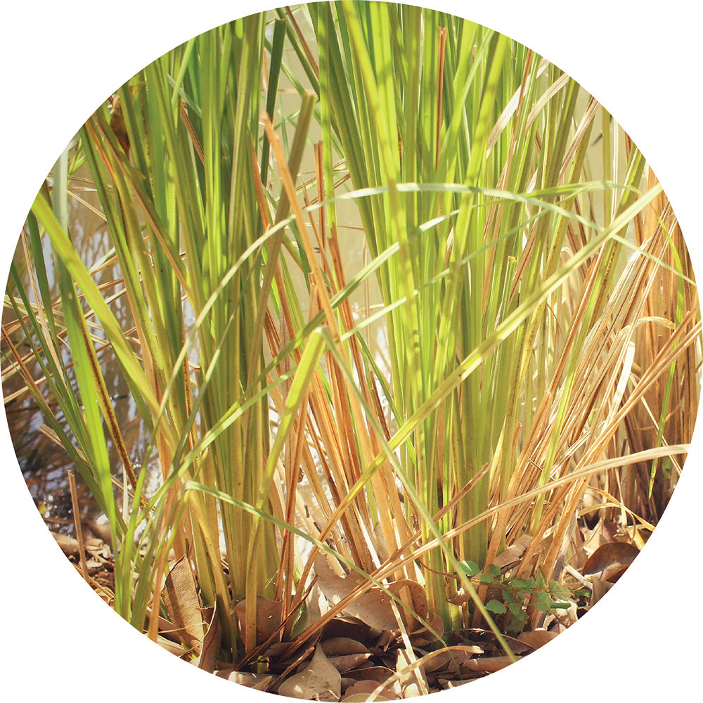 Vetiver, Vintage - Essential Oil