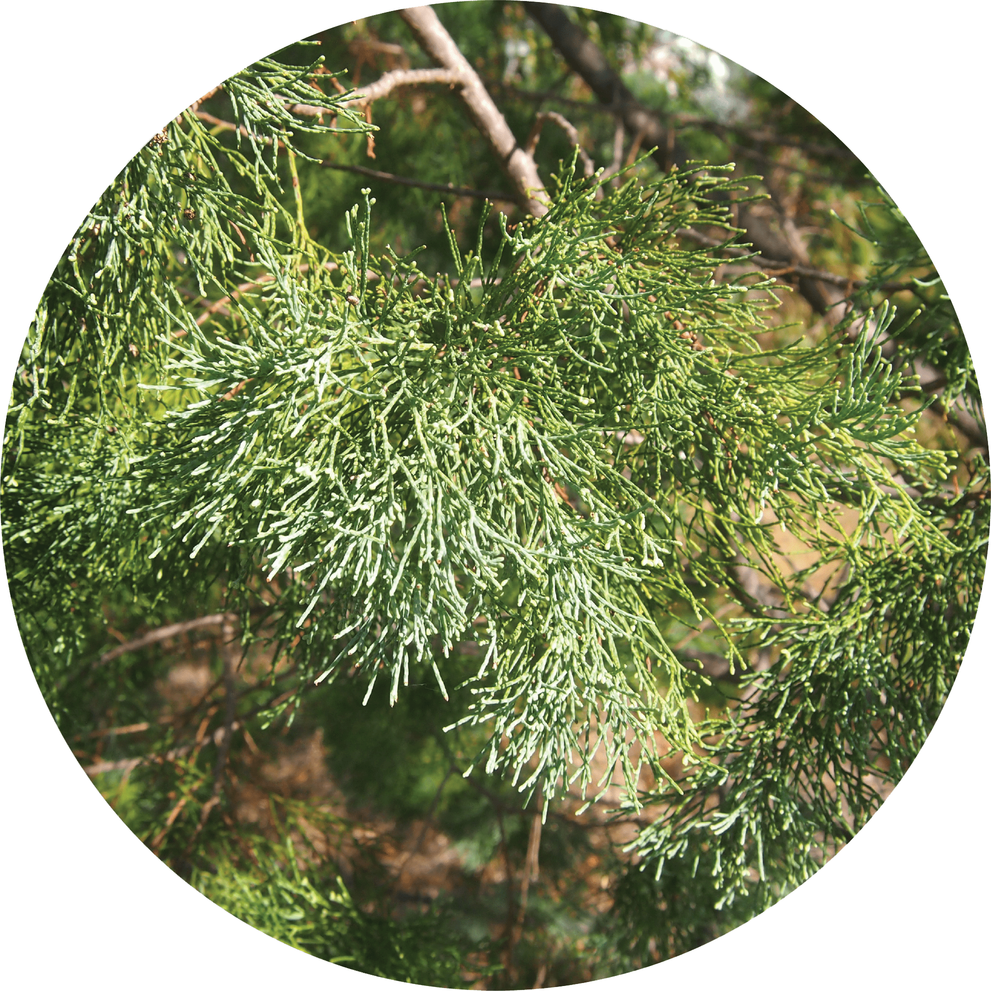 Cypress Leaf, White Essential Oil