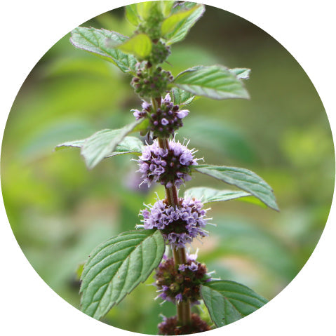 Wild Mint - Essential Oil