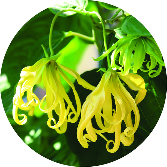 Ylang Essential Oil