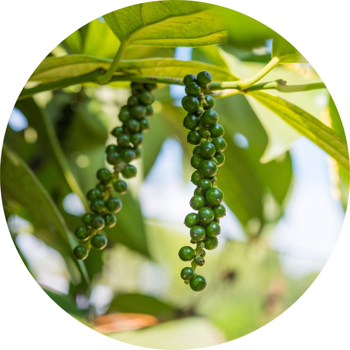 Black Pepper Essential Oil