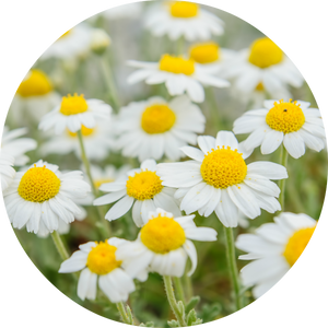 Chamomile Essential Oil