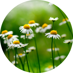 Chamomile, German Essential Oil