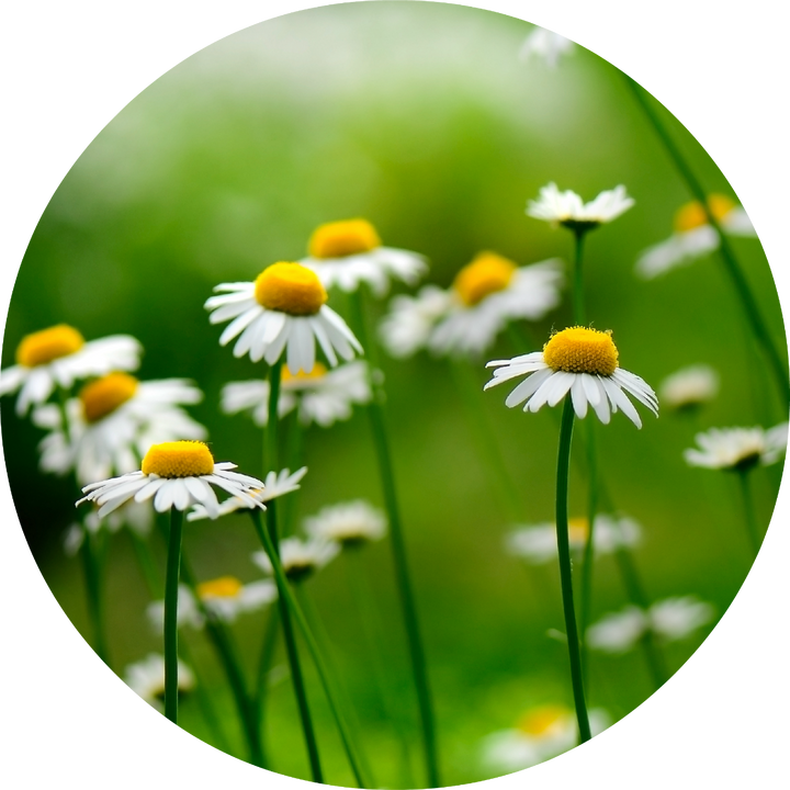 Chamomile, German Essential Oil