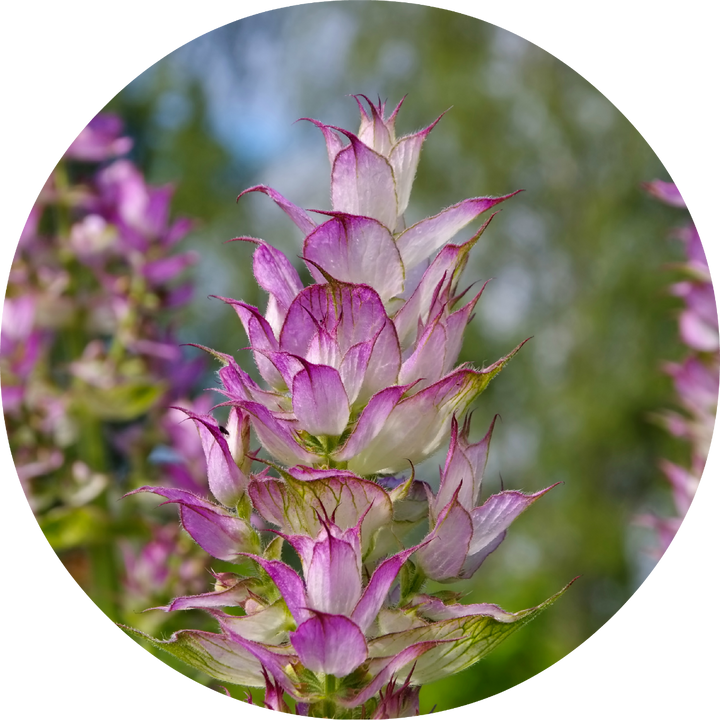 Clary Sage Essential Oil