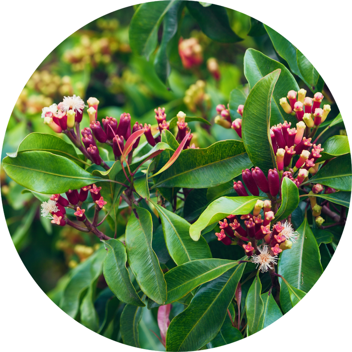 Clove Bud Essential Oil