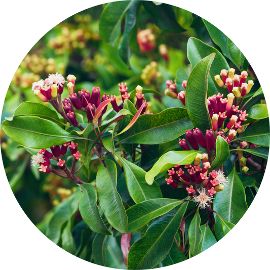 Clove Bud Essential Oil