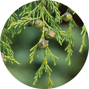 Cypress Essential Oil