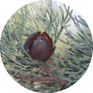 Cypress Wood, White Essential Oil