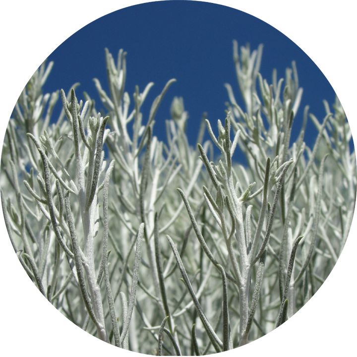 Sage, Desert Essential Oil