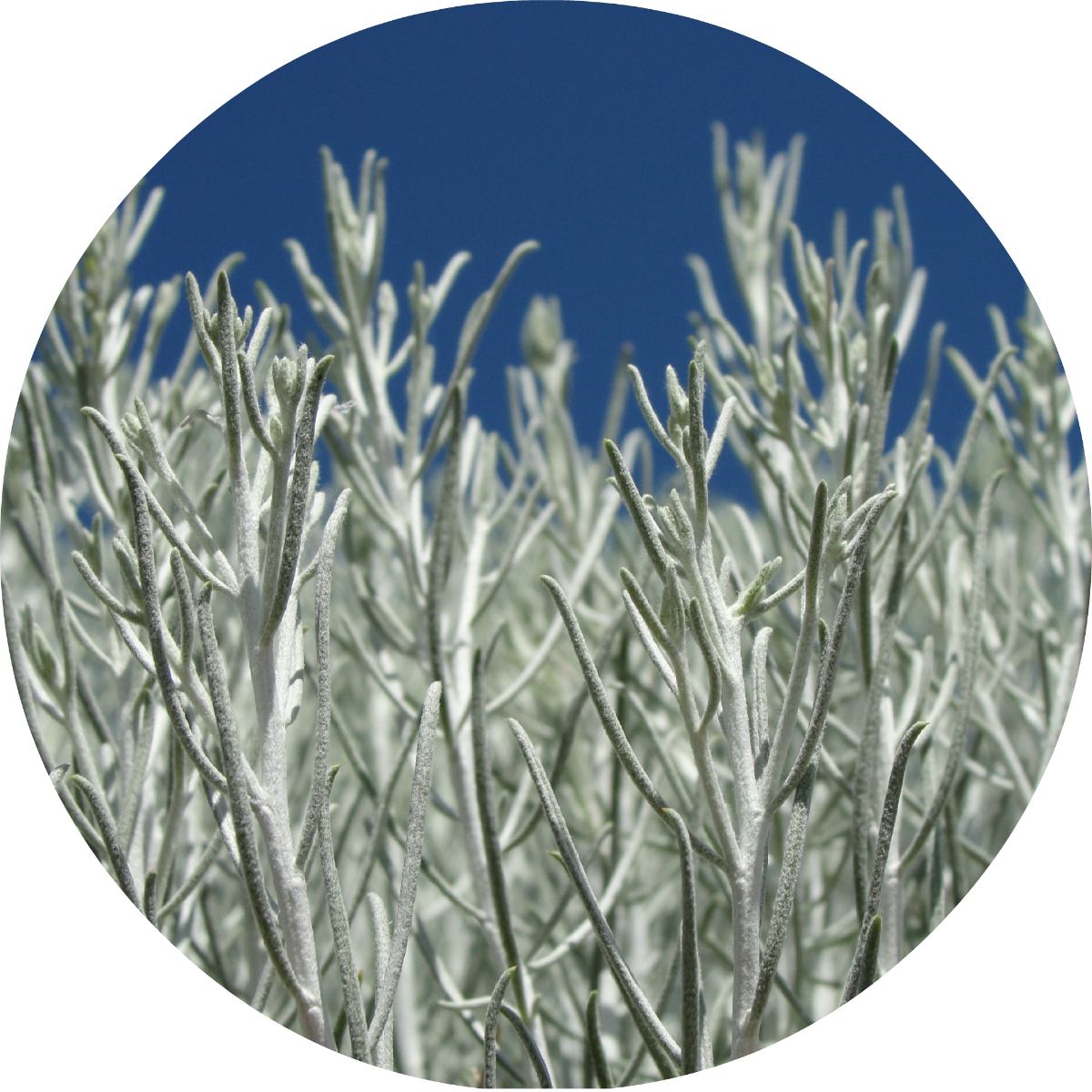 Sage, Desert Essential Oil