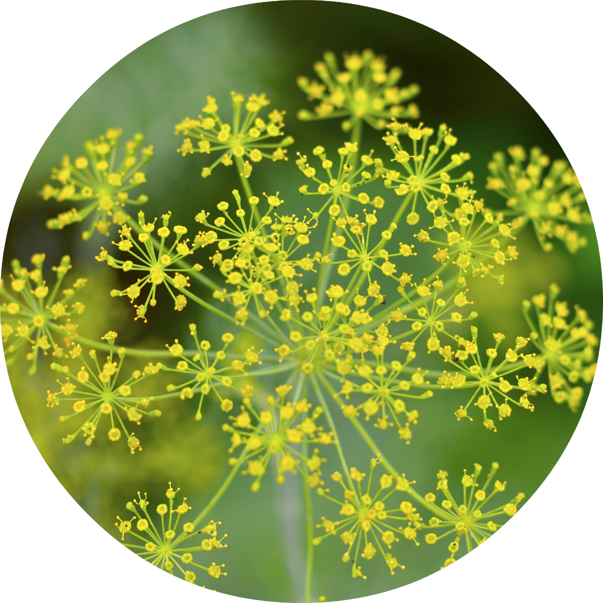 Dill Essential Oil