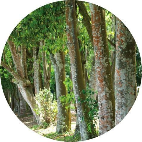 Eaglewood - Essential Oil