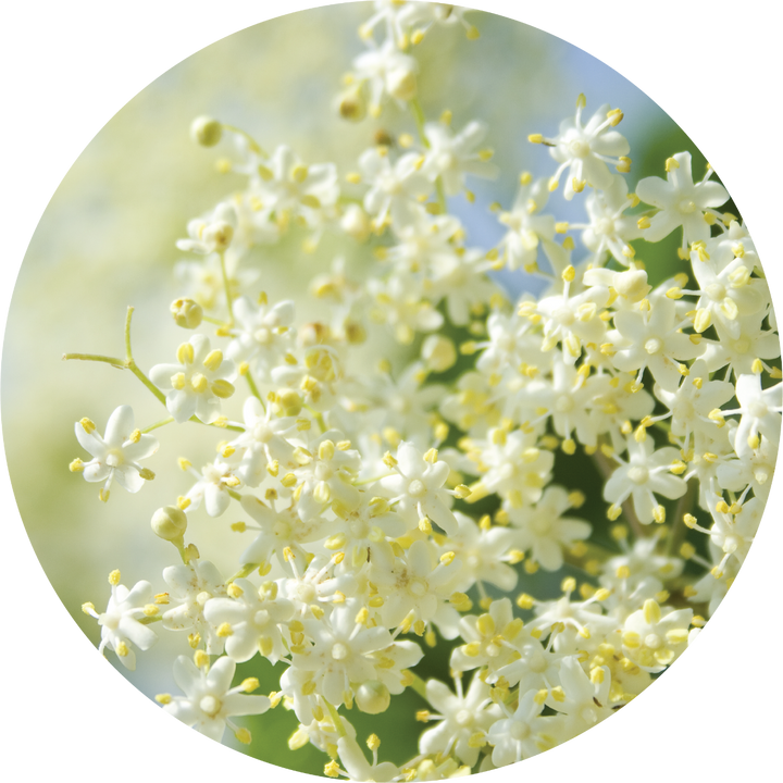 Elderflower Essential Oil