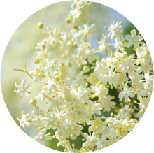 Load image into Gallery viewer, Elderflower Essential Oil