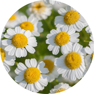 Feverfew Essential Oil