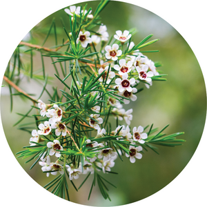 Fragonia - Essential Oil