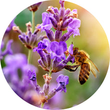 Load image into Gallery viewer, Lavender, French Fine Essential Oil