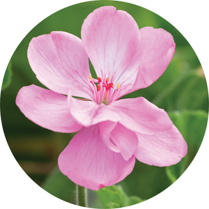 Geranium Essential Oil