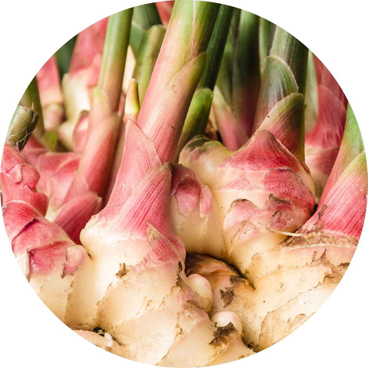 Ginger Root - Essential Oil – Living Libations