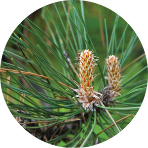 Pine, Grand White Essential Oil