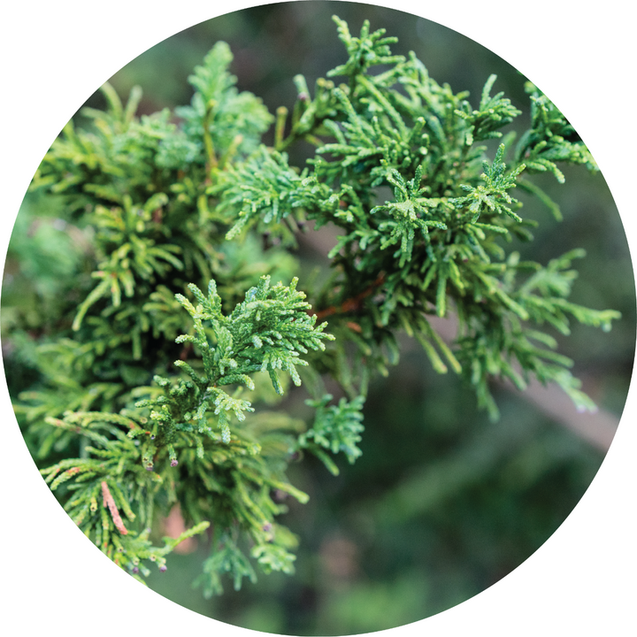 Cypress, Hinoki Essential Oil