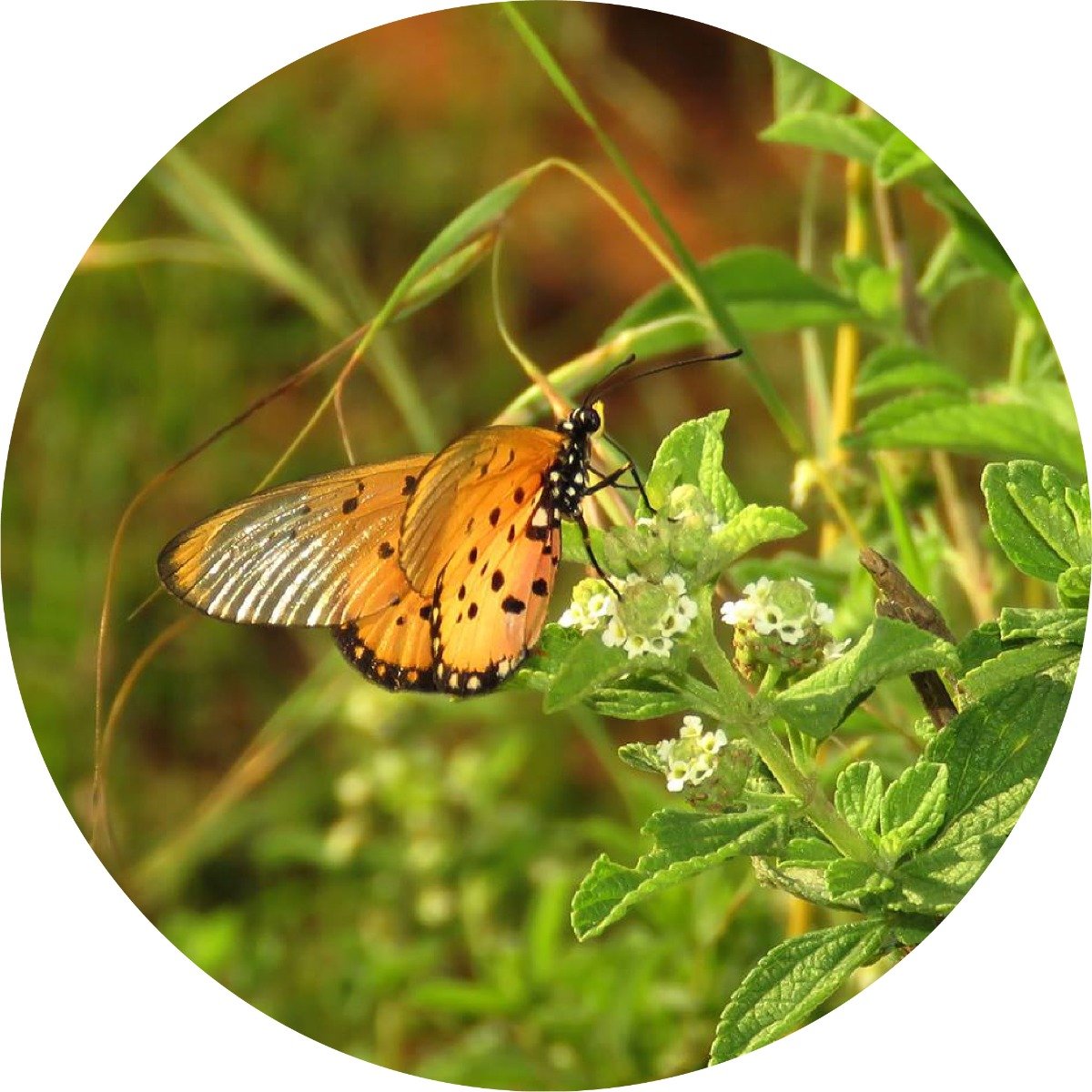 Verbena, Honey Essential Oil