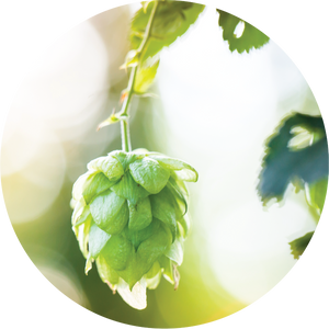 Hops Essential Oil