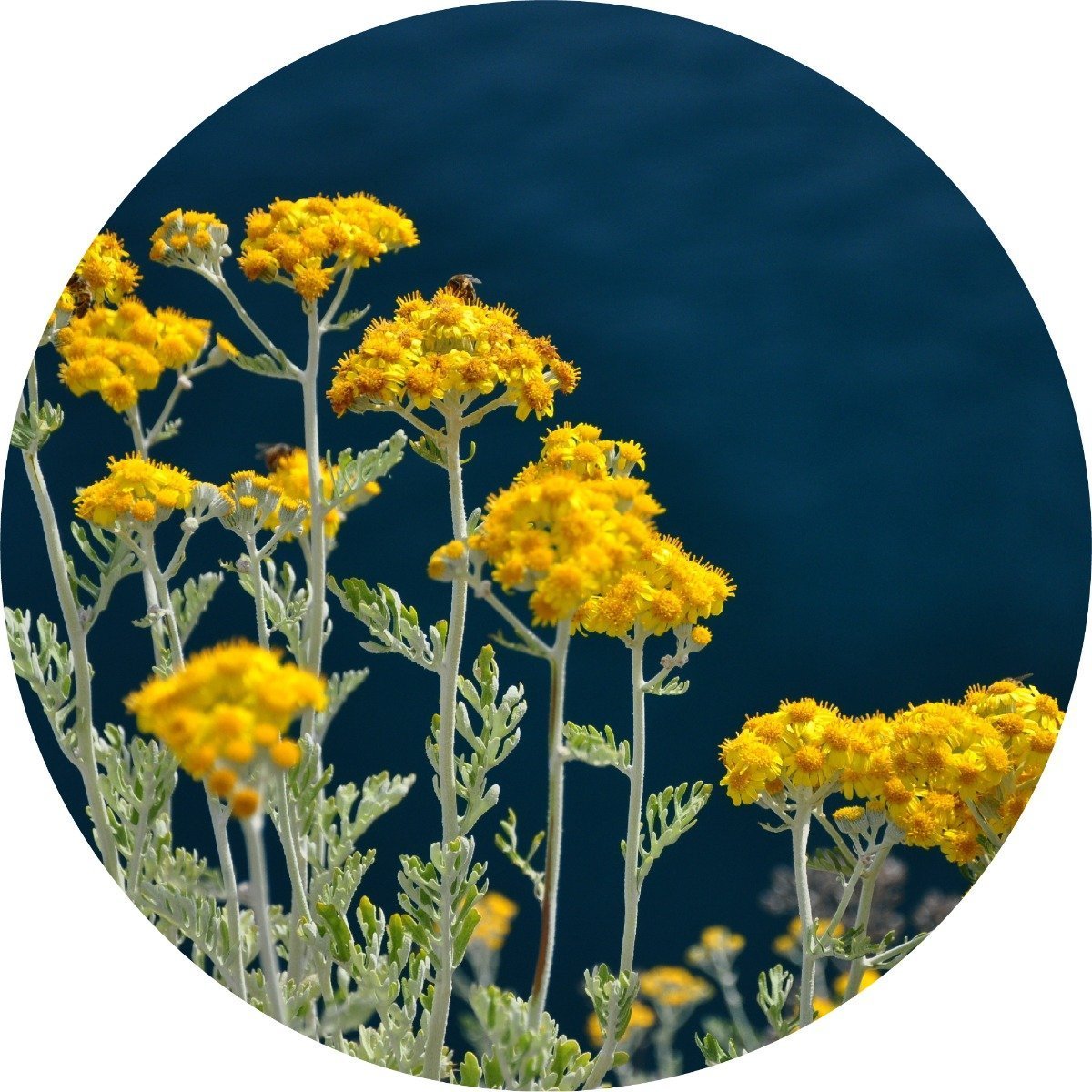 Immortelle Essential Oil