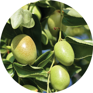 Jojoba Organic Oil