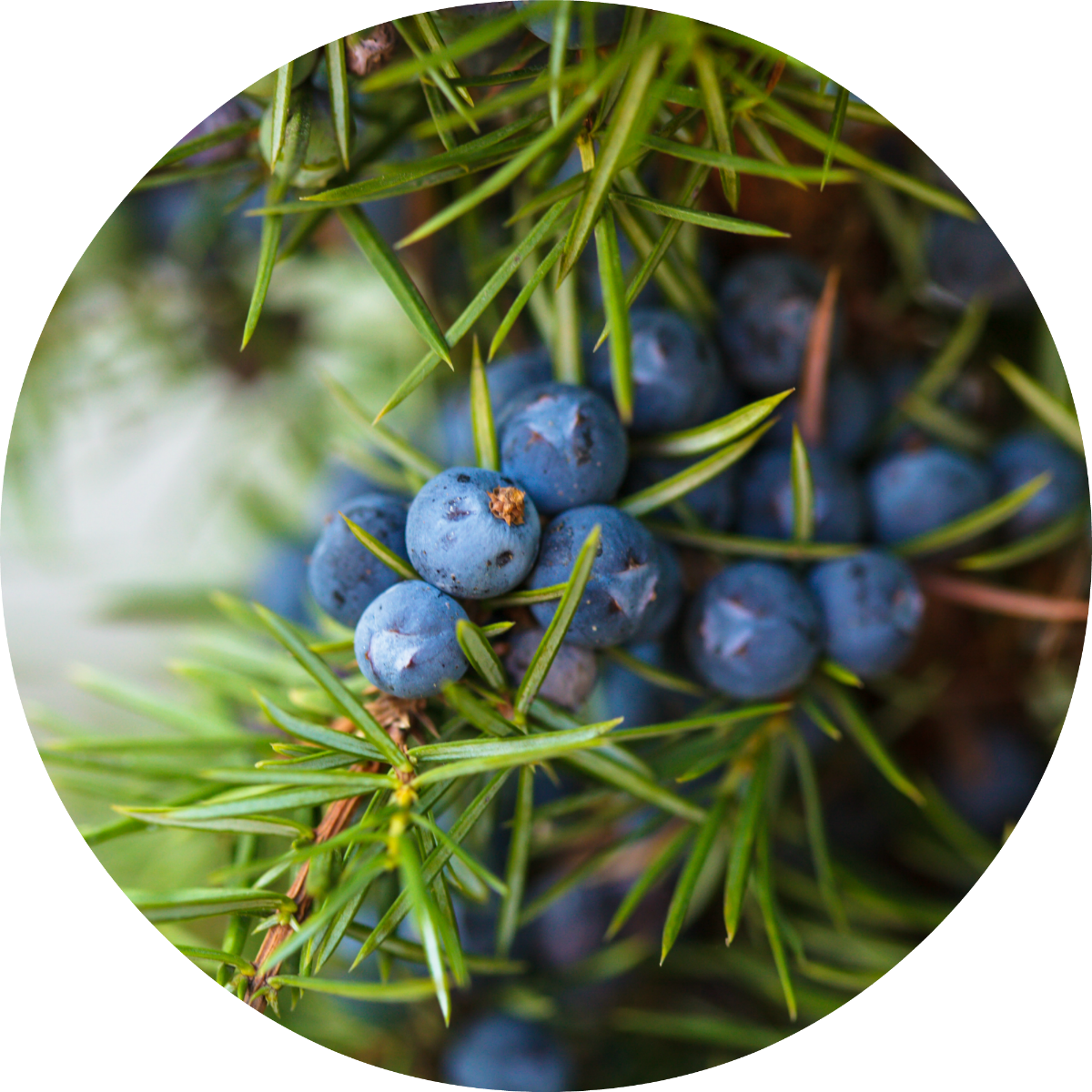 Juniper Berry Essential Oil