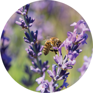 Lavender Essential Oil