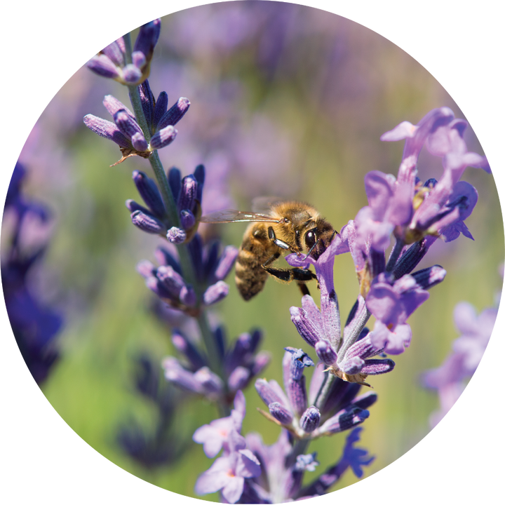 Lavender Essential Oil