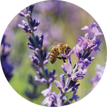 Load image into Gallery viewer, Lavender Essential Oil