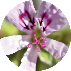 Geranium, Lemon Essential Oil