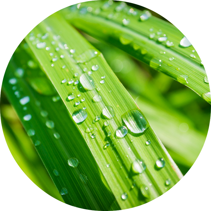 Lemongrass Essential Oil