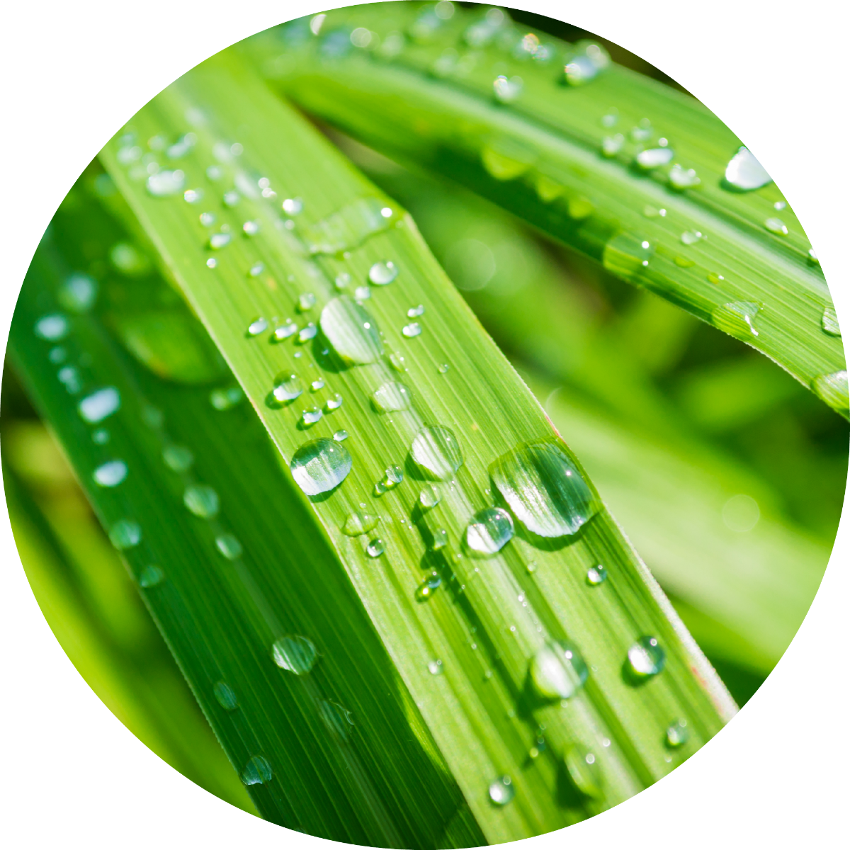 Lemongrass Essential Oil