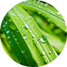 Load image into Gallery viewer, Lemongrass Essential Oil